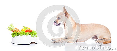 Hungry dog with bowl Stock Photo