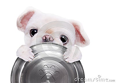 Hungry dog holding food bow. Stock Photo