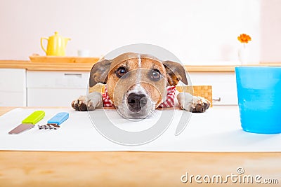 Hungry dog Stock Photo