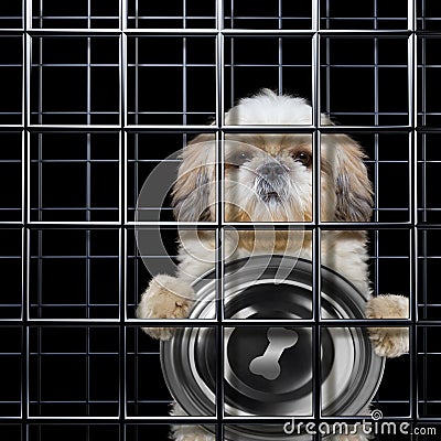Hungry dog is punishe in cage Stock Photo