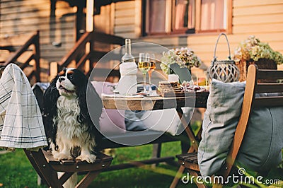 Hungry dog watching garden summer outdoor party with cheese and meat on wooden table Stock Photo