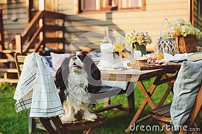 Hungry dog watching garden summer outdoor party with cheese and meat on wooden table Stock Photo