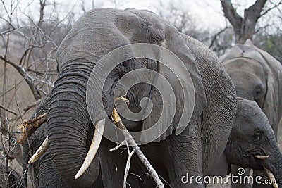 Hungry elephant closeup eating a tree branch Stock Photo