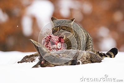 Hungry european wildcat feeding on dead prey on snow in winter. Stock Photo
