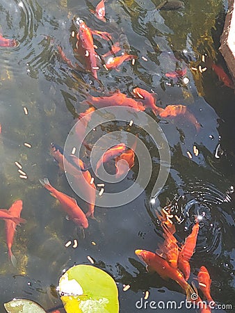 Hungry fish feeding time Stock Photo