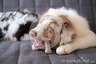 Hungry funny Australian shepherd puppy red merle dog gnaw bone Stock Photo