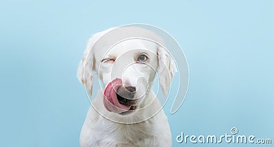 Hungry funny puppy dog licking its nose with tongue out and winking one eye closed. Isolated on blue colored background Stock Photo
