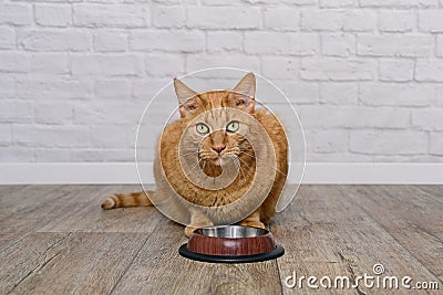 Hungry ginger cat sits behind empty bowl and loking at camera. Stock Photo
