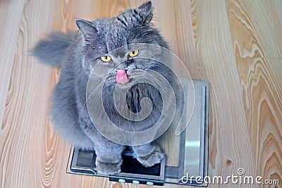 The hungry gray big long-haired British cat sits on the scales and licking. Concept weight gain during the New Year holidays, Stock Photo