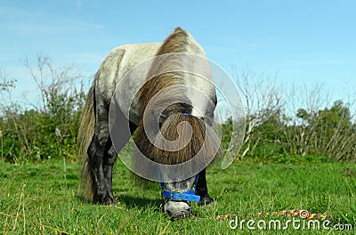 The hungry gray pony with its long mane, the blue halter and color rope is eating the grass in outdoors Stock Photo