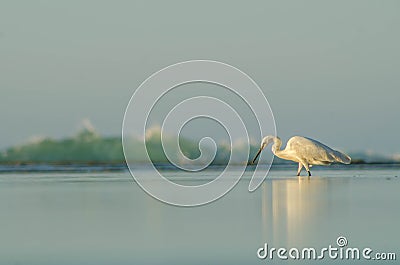 Hungry Heron fetching for food Stock Photo