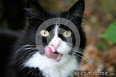 Hungry homeless cat Stock Photo