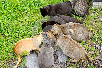 Hungry homeless cats. Stock Photo