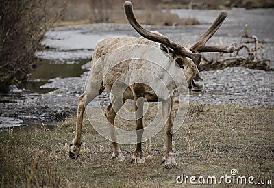 Hungry Hungry Caribou Stock Photo