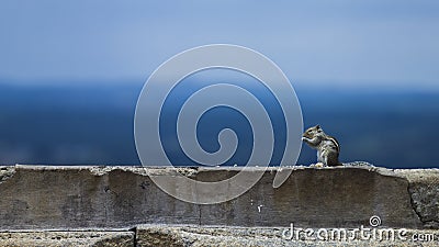 Hungry Indian squirrel eating food on a temple wall Stock Photo