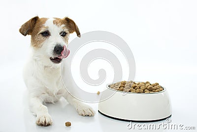 HUNGRY JACK RUSSELL DOG EATING AND LICKING WITH TONGUE ISOLATED Stock Photo