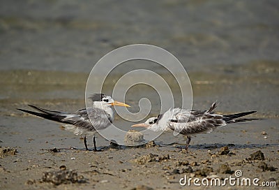 A hungry Juvenile Greater Crested Tern getting close to a adult Stock Photo