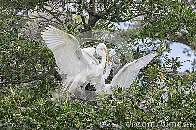 Hungry Juvenile White Heron Biting On Its Mother`s Beak Stock Photo