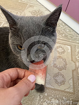 Hungry kitten nibbles watermelon. Healthy lifestyle Stock Photo