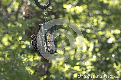 Hungry Ladder-backed Woodpecker at suet feeder Stock Photo
