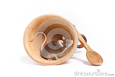 Hungry little mouse in an empty wooden bowl Stock Photo