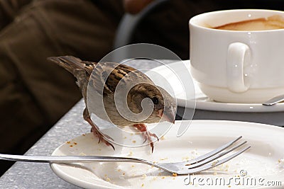 Hungry little sparrow Stock Photo