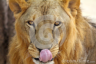 Hungry Male African Lion Panthera leo portrait Stock Photo