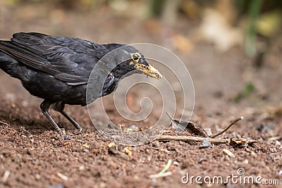 Hungry male blackbird close-up. Garden bird foraging for worm food Stock Photo