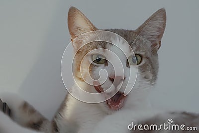 Hungry male European Shorthair cat smacking. Stock Photo
