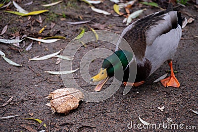 A hungry male mallard duck reaching for a dry piece of bread Stock Photo