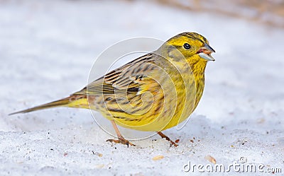 Hungry male Yellowhammer stands on the snow near the grain food in sunny winter day Stock Photo