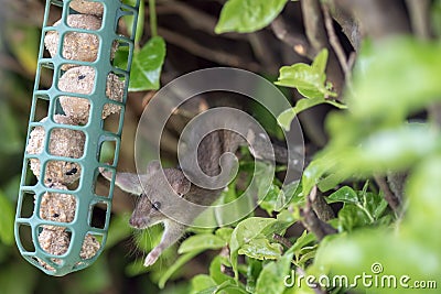 Hungry mouse or baby rat taking food from garden bird feeder. Funny cute animal meme image Stock Photo