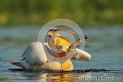 The hungry pelican. Pelican in natural habitat Stock Photo