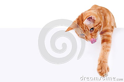 Hungry Playing Cat Sign Stock Photo