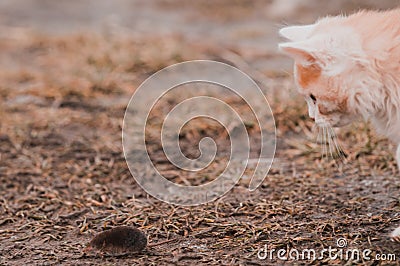 A hungry red predator is playing with a mole, a cat has caught a mole Stock Photo