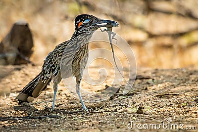 Hungry roadrunner captures a lizard Stock Photo