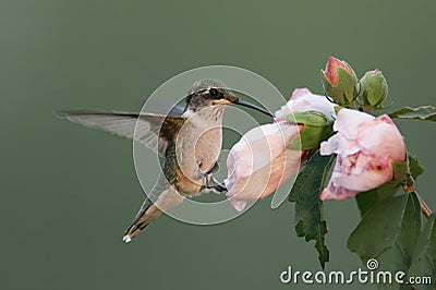 Hungry Ruby-throated Hummingbird Stock Photo