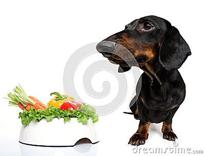 Hungry sausage dachshund dog Stock Photo