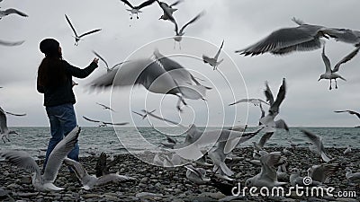 hungry seagulls are flying around woman on beach at winter or autumn, lady is feeding birds Stock Photo