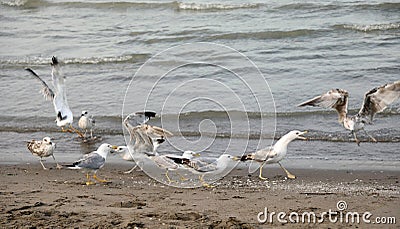 hungry seagulls quarreling by the sea to eat the crumbs Stock Photo