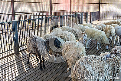 Hungry sheep behind the cage in sheep farm. Stock Photo