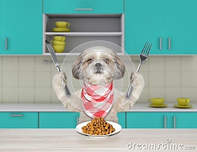 Hungry shitzu dog with knife and fork for dinner sitting at the table and going to eat dry food Stock Photo