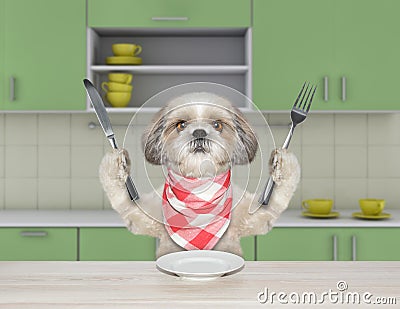 Hungry shitzu dog with knife and fork for dinner sitting at the table in the kitchen Stock Photo