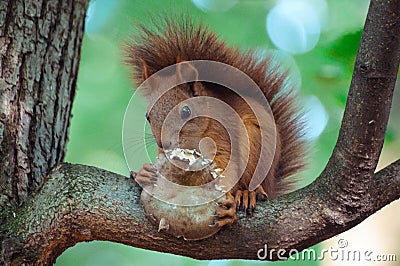 Hungry squirell with delicious mushroom on tree trunk Stock Photo