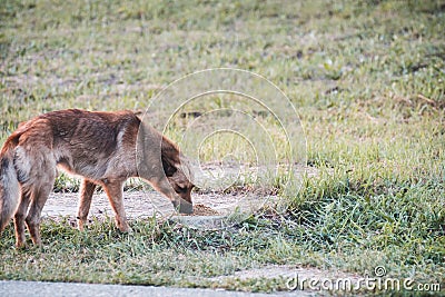 Hungry stray aggressive dog in clearing. Nearby is pile of dog food. Help stray animals. Stock Photo