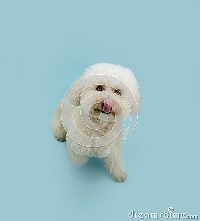 Hungry summer puppy dog. Poodle looking up and licking its lips with tongue. Isolated on blue pastel background Stock Photo