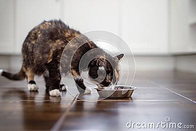 Hungry tabby cat eating from bowl at home Stock Photo