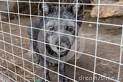 Hungry, weak and sick arctic fox locked in a cage behind a metal fence and wants to go home, rescue of wild animals in captivity Stock Photo