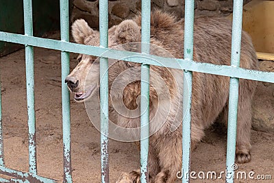 Hungry, weak and sick bear locked in a cage behind a metal bars, rods and wants to go home, rescue of wild animals in captivity Stock Photo