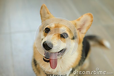 hungry welsh corgi dog stick out tongue waiting for food Stock Photo